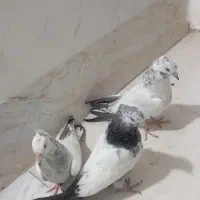 با سلام کفتر اصفهانی جیر