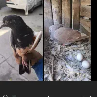 فروش کبوتر دشتک