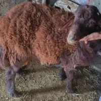 فروش بره غزل افشار جوان