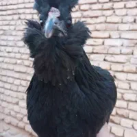 فروش مجموعه مرغ گلین