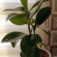 تعدادی گل اپارتمانی|گل و گیاه طبیعی|تهران, نیروی هوایی (پیروزی)|دیوار