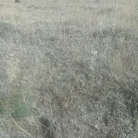 فروش قوچ
