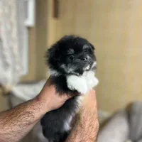 پامر پامر ین|سگ|احمدآبادمستوفی, |دیوار