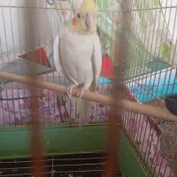 پرنده