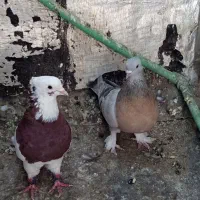 کفتر|پرنده|شیراز, دباغ خانه|دیوار