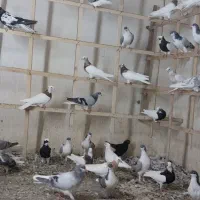 مقلف سیاهپوش وطوقی