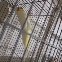 فروش مادع|پرنده|نقده, |دیوار