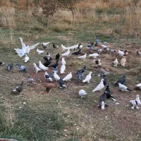 کبوتر|پرنده|اهر, |دیوار