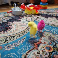 جوجه مرغ جوجه خروس