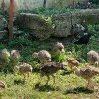 فروش جوجه بوقلمون ۶۰ روزه