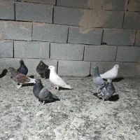 کبوتر