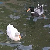 تخم نطفه دار اردک