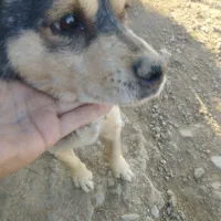 واگذاری سگ پاپی|سگ|باغ بهادران, |دیوار