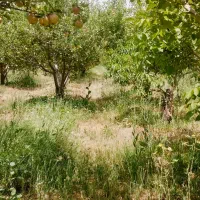 زمین ۲۶۴ متری کاربری باغچه جابان‌ انشعابات‌دماوند|فروش زمین و ملک کلنگی|دماوند, دماوند|دیوار