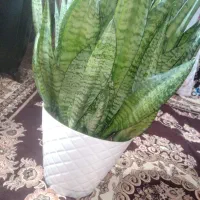 گل سانسوریا|گل و گیاه طبیعی|ضیاء آباد, |دیوار