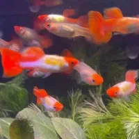 ماهی اکواریوم گوپی و ماهی دیگر