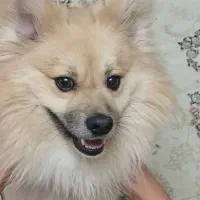 واگذاری پامر اشپیتز روباهی