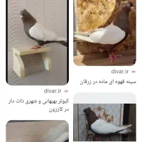 کبوتر