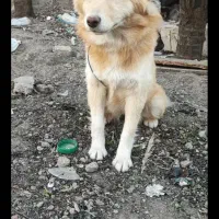 واگذاری سگ هامر روباهی