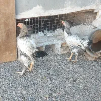 مرغ وخروس لاری|حیوانات مزرعه|خاوران, |دیوار