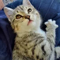 گربه|گربه|کرج, اتحاد|دیوار