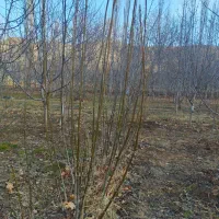 نهال گیلاس گردو .... با قیمت عالی|خدمات باغبانی و درختکاری|بجنورد, |دیوار