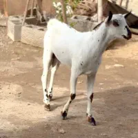 اهویی صلال|حیوانات مزرعه|بافت, |دیوار