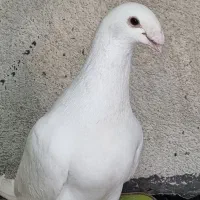 جفت هومر فروشی و معاوضه با طوقی