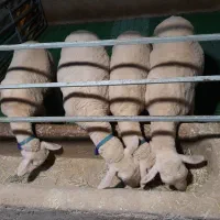 فروش گوسفند لاکن میش وبره ماده