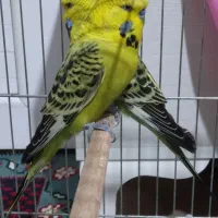 مرغ عشق انگلیسی مولد