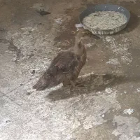 جوجه اردک