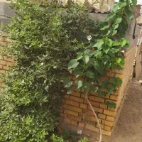 خانه ویلایی ۲۵۰ متر