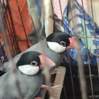 پرنده فنچ نرگسی(بلبلی)