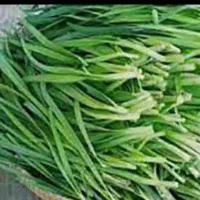 عمده فروشی سبزی