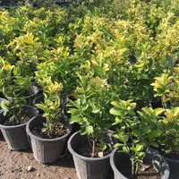 شمشاد طلایی گلدانی سطل ۳/۵ پر فقط ۲۵|خدمات باغبانی و درختکاری|شهریار, شهریار|دیوار