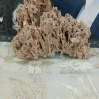 یک عدد فسیل گیاه