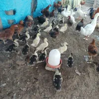 اردک محلی ورامینی اسراییلی مرغ و خروس محلی|حیوانات مزرعه|نکا, |دیوار