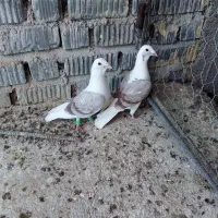 کفتر جفت نروماده دوکت|پرنده|شیراز, فرودگاه شهید دستغیب شیراز|دیوار