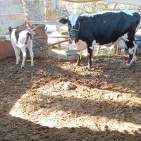 گاو شیری با گوساله ماده|حیوانات مزرعه|بند زرک, |دیوار