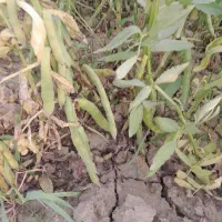 باقلا سبز|خوردنی و آشامیدنی|جلین, |دیوار