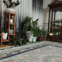 استنند وگل|گل و گیاه طبیعی|شاهین‌شهر, گرگاب|دیوار