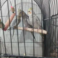 عروس هلندی خونگی دستی شده|پرنده|تهران, هفده شهریور|دیوار