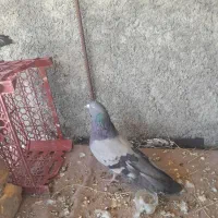 کبوتر..سبز.زره ای