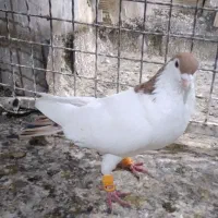 خال دم|پرنده|مشهد, تربیت (صدف)|دیوار
