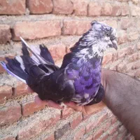 کبوتر پرشی نقده سولدوز