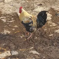 خروس|حیوانات مزرعه|کلاشی, |دیوار