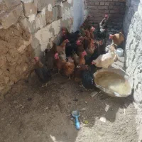 مرغ فروشی به شرط سالمی|حیوانات مزرعه|فریمان, |دیوار