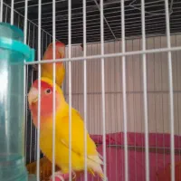 کوتوله برزیلی جفت