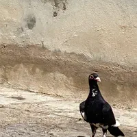 جفت پلنگ معاوضه با چهارتامرغ