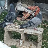 کبوتر کاشونی